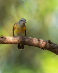 A redstart bird perched on a tree branch