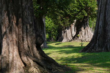 Obraz premium Big old trees in the park