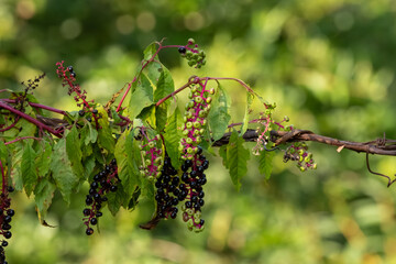 Poke berries hanging on a vine