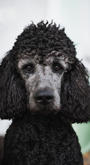 Portrait of a black poodle with expressive eyes, cinematic color grading. Perfect for pet themes, animal care, and lifestyle concepts