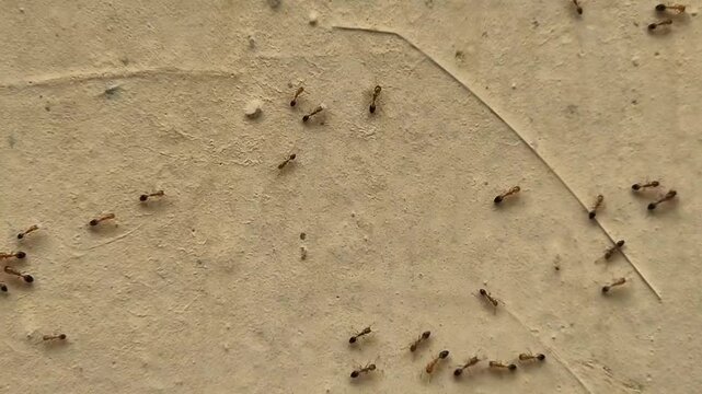 A group of red ants walking on the wall texture the afternoon