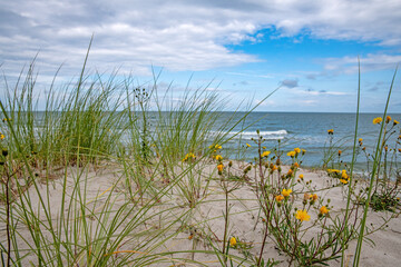 Yellow flower on a sand dune on the Baltic Sea coast.