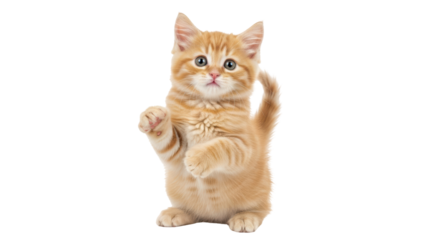 Isolated orange tabby kitten playfully standing on hind legs asking or demanding something