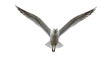 Obraz premium Seagull in flight with outstretched wings isolated PNG with Transparent Background