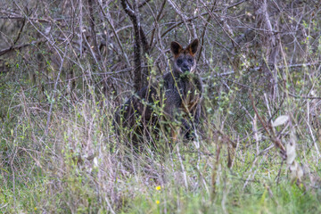 Close-up of a Swamp Wallaby (Wallabia bicolor) looking at camera while hiding behind a screen of bush in the wild, in Australia.