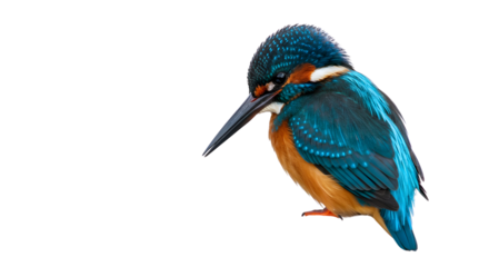 Common kingfisher bird portrait isolated PNG with Transparent Background