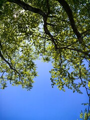 Obraz premium Gazing skyward through the intricate network of tree branches, the vibrant green leaves dance gracefully in the gentle summer breeze, illuminated by the radiant glow of natural daylight, creating a ca