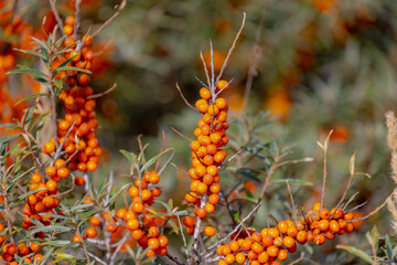 Selective focus a bunch of Seaberry orange fruit, Hippophae rhamnoides also known as Sea buckthorn, Sandthorn, Sallowthorn is a species of flowering plant in the family Elaeagnaceae, Nature background