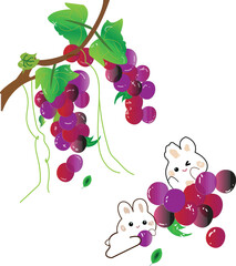 Two Rabbits eating colourful grapes