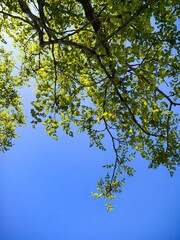 Obraz premium Gazing skyward through the intricate network of tree branches, the vibrant green leaves dance gracefully in the gentle summer breeze, illuminated by the radiant glow of natural daylight, creating a ca