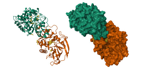 Crystal structure of human prostaglandin reductase 1 (PTGR1) in complex with methotrexate. 3D cartoon and molecular surface models, pdb 9d6z, chain id color scheme