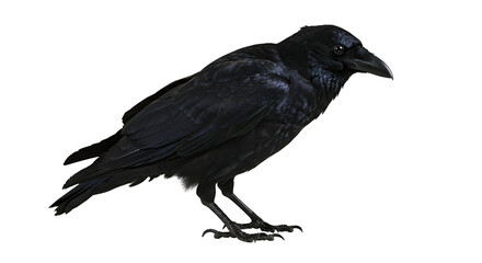 Obraz premium Black crow perching isolated PNG with Transparent Background