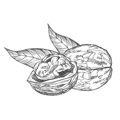 Hand drawn Walnuts ink Sketch Illustration isolated on white background