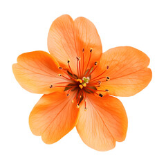 Vibrant Orange Flower Blossom Close-Up View Isolated