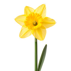 Vibrant Yellow Daffodil on White Background for Design Projects