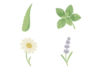 Botanical collection of natural herbal plants including aloe vera, fresh mint, chamomile flower, and lavender sprig