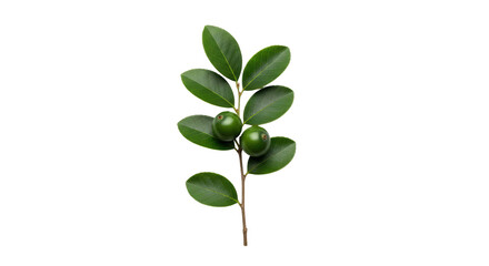 Isolated branch of green leaves and berries on a stem, against a simple backdrop