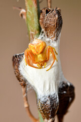 A bright golden-colored crab spider perches on its silken nest, guarding its eggs on a plant stem. This macro shot captures the intricate detail of the arachnid and its home.
