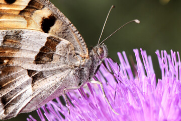 Close-up of a hermit butterfly, highlighting the intricate details of its antennae, head, and body as it rests on a purple thistle flower. 
