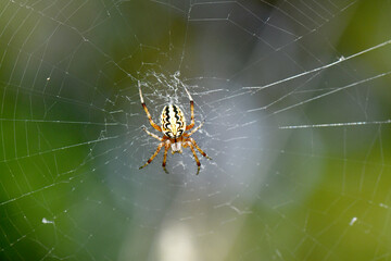 A European garden spider sits perfectly centered on its intricate web, waiting for prey. This macro shot highlights the amazing details of nature and the balance of the ecosystem.