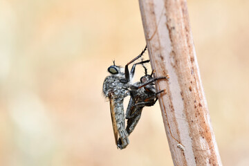 A close-up of two robber flies in the process of mating, perched on a dry twig. The photo captures a natural behavior of these insects in their habitat.