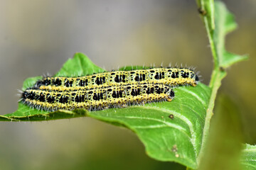 Two large white butterfly caterpillars with their striking yellow and black patterns rest on a vibrant green leaf, symbolizing the fascinating life cycle and transformation of an insect.