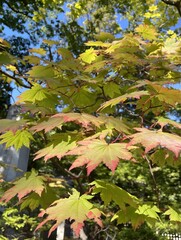 Autumn leaves on a tree