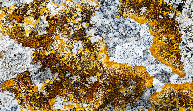 A macro shot of vibrant yellow and orange lichen colonies growing on a rough, gray rock surface. The image highlights the intricate patterns and textures found in nature.