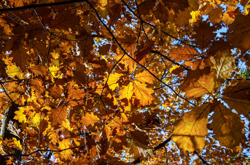 Golden oak leaves on a tree in an autumn forest, illuminated by the sun.