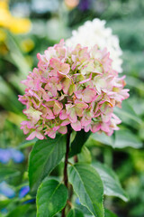 Panicle Hydrangea Metallika in Bloom with White and Pink Flowers