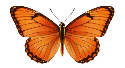 Isolated Monarch butterfly with detailed wings for design project about nature and beauty