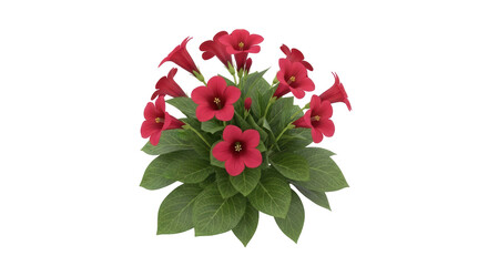 Isolated flowering plant, botanical garden pot arrangement with red flowers and green leaves
