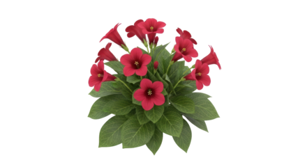 Isolated flowering plant, botanical garden pot arrangement with red flowers and green leaves