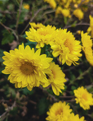 Bright Yellow Chrysanthemum Bloom