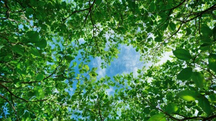 Fototapeta premium Gazing skyward through the intricate network of tree branches, the vibrant green leaves dance gracefully in the summer breeze, illuminated by the radiant daylight, creating a serene summer scene.