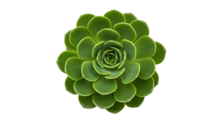 Isolated green succulent rosette, plant arranged spirally, leaves folded smoothly inwards