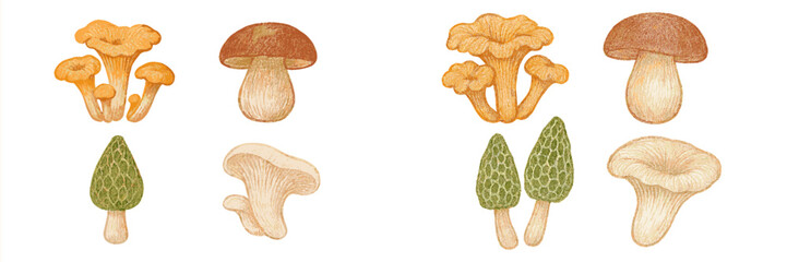 Collection of various edible wild mushrooms including chanterelles, porcini, morels, and oyster mushrooms