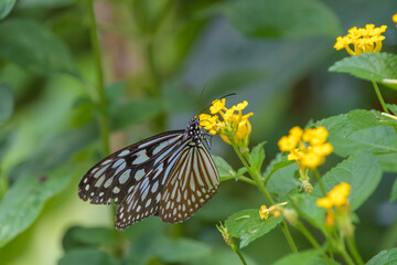 黄色い花にとまるリュウキュウアサギマダラの蝶