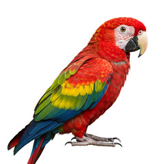Fototapeta premium Vibrant scarlet macaw parrot with striking red, yellow, and blue feathers