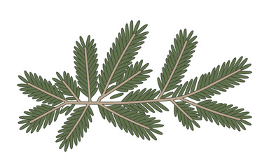 Green fern frond with delicate serrated leaves isolated on white background