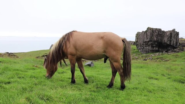 Icelandic horse walking and grazing on a green meadow.