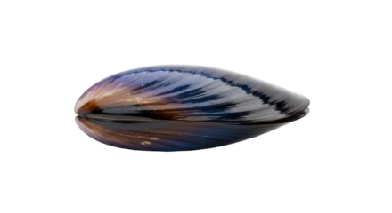 Isolated mussel shell with iridescent colors, bivalve mollusk, shiny, dark, aquatic animal
