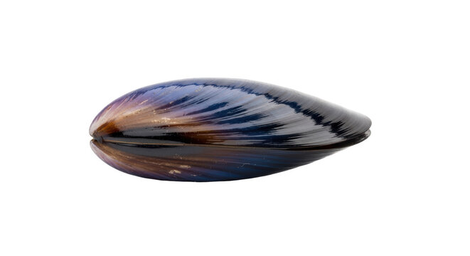Isolated mussel shell with iridescent colors, bivalve mollusk, shiny, dark, aquatic animal