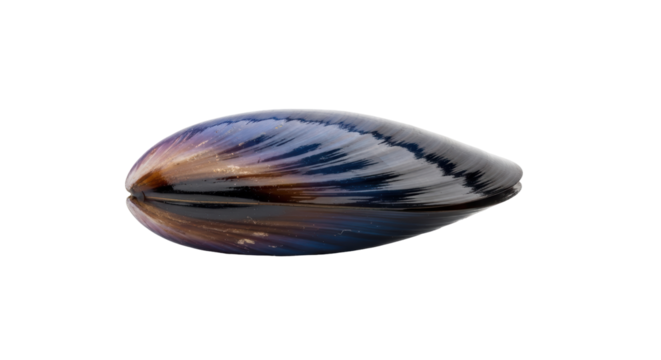 Isolated mussel shell with iridescent colors, bivalve mollusk, shiny, dark, aquatic animal