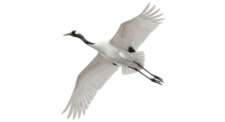 Isolated Red-crowned Crane in Flight with Open Wings and Long Legs, Elegant Bird of East Asia