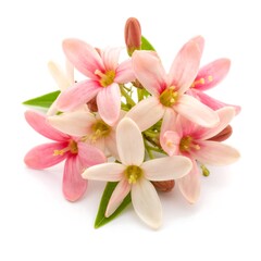 Obraz premium Delicate cluster of pale pink and white flowers with green leaves, close-up against white background
