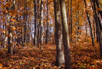 An oak grove with golden leaves in an autumn forest, backlit by the sun.