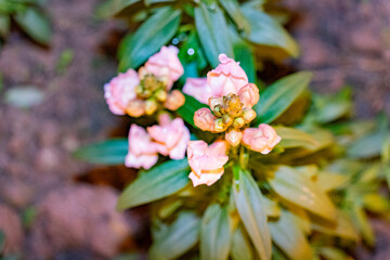 Pink flowers in the flowerbed at night