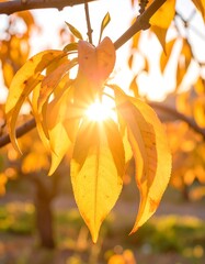 Golden leaves in sunlight