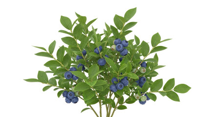 Isolated blueberry bush plant with fruit, green leaves and wooden stems, for decoration © Ari